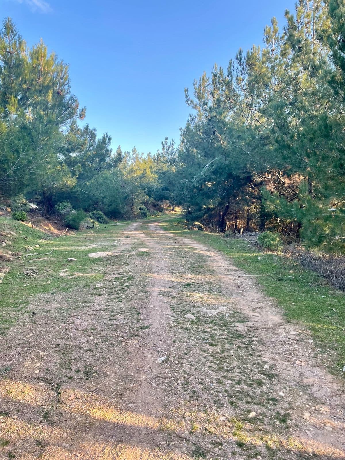 Çam ağaçlarının arasında uzanan toprak bir patika.